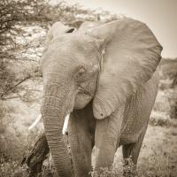 Young Elephants #89661 Young Elephants #89661