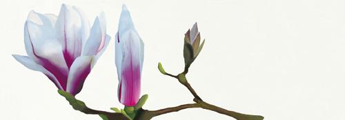 Magnolia solitaire #IG 2030 Magnolia solitaire #IG 2030