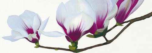 Magnolia #IG 2031 Magnolia #IG 2031