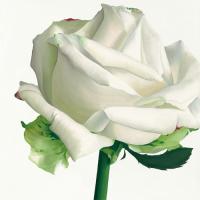 White Rose I #IG 2032 White Rose I #IG 2032