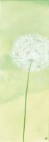 Zartheit der Pusteblume I #IG 2158 Zartheit der Pusteblume I #IG 2158