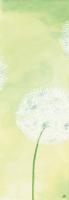 Zartheit der Pusteblume II #IG 2159 Zartheit der Pusteblume II #IG 2159