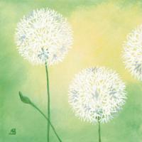 Pusteblumen I #IG 2161 Pusteblumen I #IG 2161