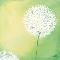 Pusteblumen IV #IG 2164 Pusteblumen IV #IG 2164