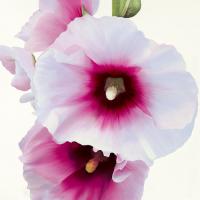 White Hollyhock I #IG 2463 White Hollyhock I #IG 2463