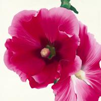 Pink Hollyhock I #IG 2464 Pink Hollyhock I #IG 2464