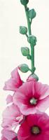 Pink Hollyhock II #IG 2465 Pink Hollyhock II #IG 2465