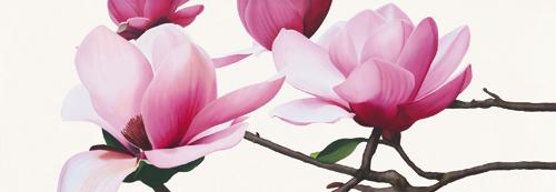Apollo I (Magnolia) #IG 2981 Apollo I (Magnolia) #IG 2981