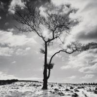 Lone Tree # 2, Peak District, England #IG 3163 Lone Tree # 2, Peak District, England #IG 3163