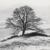 Misty Tree, Peak District, England #IG 3169 Misty Tree, Peak District, England #IG 3169