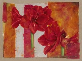 Amaryllis #IG 3441 Amaryllis #IG 3441