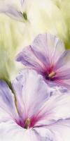 Hibiscus #IG 4140 Hibiscus #IG 4140