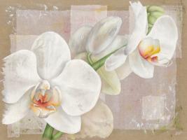Orchide #IG 4327 Orchide #IG 4327