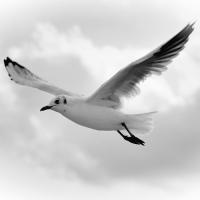 Fly Away #IG 4499 Fly Away #IG 4499