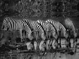 Zebras Reflection #IG 4649 Zebras Reflection #IG 4649