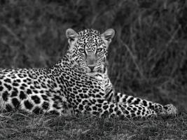 Leopard Portrait #IG 4650 Leopard Portrait #IG 4650