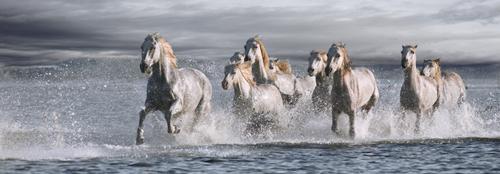 Horses Running at the Beach #IG 4662 Horses Running at the Beach #IG 4662
