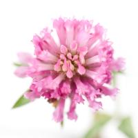 Trifolium pratense #IG 5675 Trifolium pratense #IG 5675