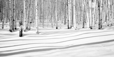 Aspen Shadows #IG 6019 Aspen Shadows #IG 6019