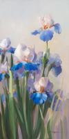 Iris French Cancan #IG 6462 Iris French Cancan #IG 6462