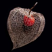 Lantern Heart I #IG 7831 Lantern Heart I #IG 7831