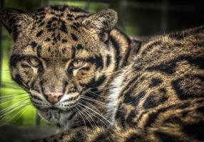 The Nevel Panther #IG 9163 The Nevel Panther #IG 9163