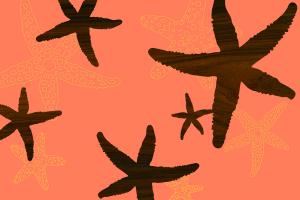 Starfish 1 #82316 Starfish 1 #82316