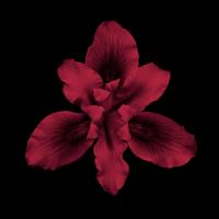 Bearded Iris Recolor #99233 Bearded Iris Recolor #99233