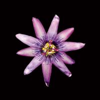 Passion Flower #86060 Passion Flower #86060