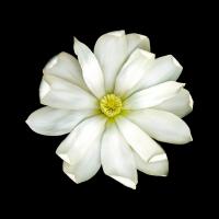 Magnolia #86061 Magnolia #86061