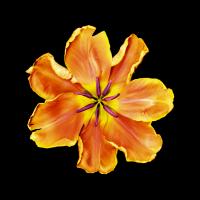 Apricot Parrot #86062 Apricot Parrot #86062