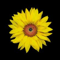 Sunflower #86064 Sunflower #86064