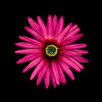 Pink Daisy #86065 Pink Daisy #86065