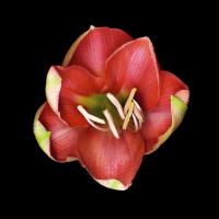 Coral Tulip #86067 Coral Tulip #86067